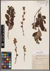 Foto von Salix aurita L.